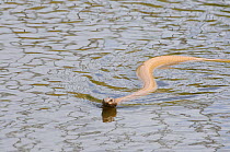Male Cape cobra (Naja nivea) swimming in dam, deHoop Nature Reserve, Western Cape, South Africa, January