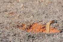 Female Cape cobra (Naja nivea) cautiously leaving burrow, deHoop Nature Reserve, Western Cape, South Africa, February