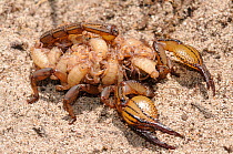Female Burrowing scorpion (Opistophthalmus macer) with first instar babies on her back, De Hoop Nature Reserve, Western Cape, South Africa, February