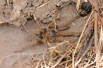 Female Baboon spider (Harpactira sp) in silken burrow, DeHoop Nature Reserve, Western Cape, South Africa, February