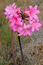 Belladonna lily / Maartblom (Amaryllis belladonna) flowering, deHoop Nature Reserve, Western Cape, South Africa, February