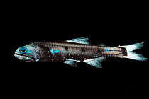 Lanternfish (Lepidophanes guentheri) - deepsea species showing bioluminescence.