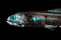 Lanternfish (Lepidophanes guentheri) - deepsea species showing bioluminescence.
