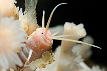 Polychaete worm (Eunice norvegica) living in a cold water coral (Lophelia pertusa), Trondheimsfjord, North Atlantic Ocean.