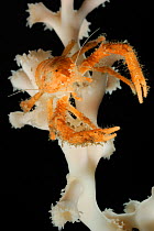 Squat Lobster (Munidopsis serricornis) on a cold water deepsea coral (Lophelia pertusa) Trondheimsfjord, North Atlantic Ocean.