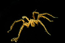 Sea spider (Nymphon gracile), Trondheimfjord, North Atlantic Ocean, Norway.