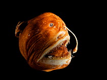Deepsea Blackdevil fish (Melanocetus murrayi) female anglerfish specimen.