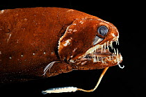 Dragonfish (Melanostomias biseriatus), deepsea specimen from 2000m depth, nr Cape Verde Islands, North Atlantic