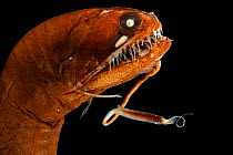 Dragonfish (Melanostomias melanops) - deep sea specimen from 2000m depth, nr Cape Verde Islands, North Atlantic