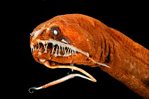 Dragonfish (Melanostomias melanops) - deep sea specimen from 2000m depth, near Cape Verde Islands, North Atlantic.