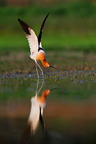 American avocet (Recurvirostra americana) male stretching wings, Dinero, Lake Corpus Christi, South Texas, USA.