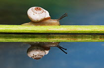 Banded scrubsnail (Praticolella berlandieriana) adult crawling on branch with reflection in water, Dinero, Lake Corpus Christi, South Texas, USA.
