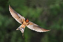 Barn swallow (Hirundo rustica) in flight, Dinero, Lake Corpus Christi, South Texas, USA.
