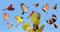 Digital composite of Cardinal, Mockingbird, Green jay, House finch, Pine warbler, Golden-fronted woodpecker, Chipping sparrow, birds landing on Texas prickly pear cactus (Opuntia lindheimeri), Dinero,...