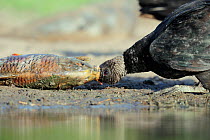 Black vulture (Coragyps atratus) adult eating a fish by the side of lake, Dinero, Lake Corpus Christi, South Texas, USA.
