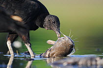 Black vulture (Coragyps atratus) adult eating catfish, Dinero, Lake Corpus Christi, South Texas, USA.