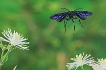 Blue mud dauber wasp (Chalybion californicum) adult in flight among Old man's beard (Clematis drummondii) flowers, Dinero, Lake Corpus Christi, South Texas, USA.