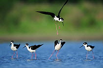 RF- Black-necked stilt (Himantopus mexicanus) four adults standing in water with one in flight. Dinero, Lake Corpus Christi, South Texas, USA. (This image may be licensed either as rights managed or r...