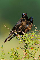 Bronzed cowbird (Molothrus aeneus) two males perched together on branch, Dinero, Lake Corpus Christi, South Texas, USA.