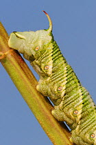 Carolina sphinx moth (Manduca sexta) close up of caterpillar on plant, Dinero, Lake Corpus Christi, South Texas, USA.