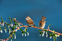 Chipping sparrow (Spizella passerina) pair perched on icy branch, Dinero, Lake Corpus Christi, South Texas, USA.