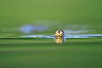 Diamondback water snake (Nerodia rhombifer rhombifer) adult swimming in lake, Dinero, Lake Corpus Christi, South Texas, USA.