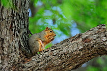 Eastern fox squirrel (Sciurus niger) adult sitting eating pecan nut in pecan tree, Dinero, Lake Corpus Christi, South Texas, USA.