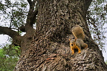 Eastern fox squirrel (Sciurus niger) adult on Oak tree (Quercus virginiana) Dinero, Lake Corpus Christi, South Texas, USA.