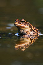 Gulf coast toad (Bufo valliceps) adult sitting in pond, Dinero, Lake Corpus Christi, South Texas, USA.