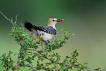 Golden-fronted woodpecker (Melanerpes aurifrons) male perched in tree eating berries, Dinero, Lake Corpus Christi, South Texas, USA.