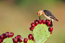 Golden-fronted woodpecker (Melanerpes aurifrons) male feeding on fruit of Texas prickly pear cactus (Opuntia lindheimeri) Dinero, Lake Corpus Christi, South Texas, USA.