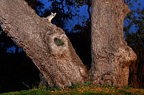 Eastern grey fox (Urocyon cinereoargenteus) adult at dusk in Oak tree (Quercus virginiana), Dinero, Lake Corpus Christi, South Texas, USA.