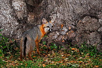 Eastern grey fox (Urocyon cinereoargenteus) adult at night standing by Oak tree (Quercus virginiana) Dinero, Lake Corpus Christi, South Texas, USA.