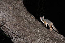 Eastern grey fox (Urocyon cinereoargenteus) adult at night climbing Oak tree (Quercus virginiana) Dinero, Lake Corpus Christi, South Texas, USA.