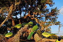 Green jay (Cyanocorax yncas) flock perched in Oak tree (Quercus virginiana) Dinero, Lake Corpus Christi, South Texas, USA.