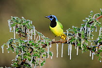 Green jay (Cyanocorax yncas) adult perched on icy branch, Dinero, Lake Corpus Christi, South Texas, USA.