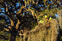 Green jay (Cyanocorax yncas) flock perched in Spanish moss covered Oak tree (Quercus virginiana) Dinero, Lake Corpus Christi, South Texas, USA.
