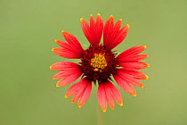 Indian blanket / Fire wheel (Gaillardia pulchella) close up of flower head, Dinero, Lake Corpus Christi, South Texas, USA.