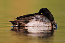 Lesser scaup duck (Athya affinis) male sleeping on water, Dinero, Lake Corpus Christi, South Texas, USA