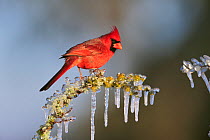 RF- Northern cardinal (Cardinalis cardinalis) male perched in ice covered bush. Dinero, Lake Corpus Christi, South Texas, USA. (This image may be licensed either as rights managed or royalty free.)