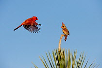 Northern cardinal (Cardinalis cardinalis) pair landing on yucca, Dinero, Lake Corpus Christi, South Texas, USA.