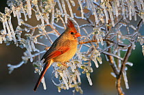 Northern cardinal (Cardinalis cardinalis) female perched in ice covered bush, Dinero, Lake Corpus Christi, South Texas, USA.
