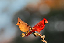 Northern cardinal (Cardinalis cardinalis) pair perched on branch, Dinero, Lake Corpus Christi, South Texas, USA.