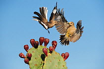 Northern mockingbird (Mimus polyglottos) adult fighting with Golden-fronted Woodpecker (Melanerpes aurifrons) female over Texas Prickly Pear Cactus (Opuntia lindheimeri) Dinero, Lake Corpus Christi, S...