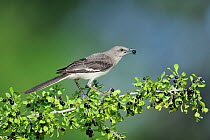Northern mockingbird (Mimus polyglottos) adult eating berries, Dinero, Lake Corpus Christi, South Texas, USA.