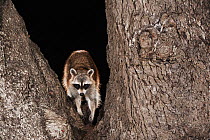 Northern raccoon (Procyon lotor) adult standing in crook of oak tree, Christi, South Texas, USA.