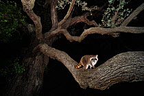 Northern raccoon (Procyon lotor) young at night climbing live Oak tree (Quercus virginiana) Dinero, Lake Corpus Christi, South Texas, USA.