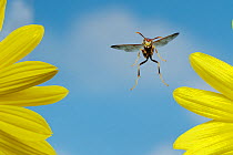 RF- Paper wasp (Polistes sp) adult in flight over vivid yellow flowers. Dinero, Lake Corpus Christi, South Texas, USA. (This image may be licensed either as rights managed or royalty free.)