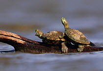Red-eared slider / turtle (Trachemys scripta elegans) two adults basking in sun on a log, Dinero, Lake Corpus Christi, South Texas, USA.