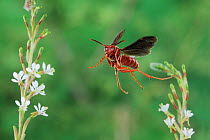 Red paper wasp (Polistes carolina) adult in flight, Dinero, Lake Corpus Christi, South Texas, USA.